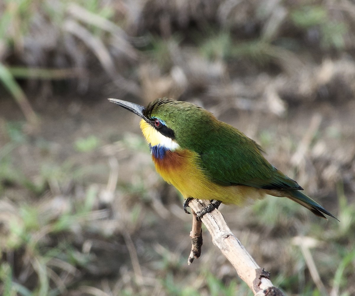 Blue-breasted Bee-eater - ML633834140