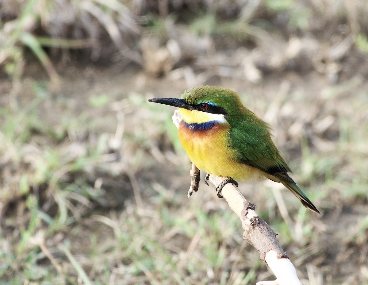Blue-breasted Bee-eater - ML633834141