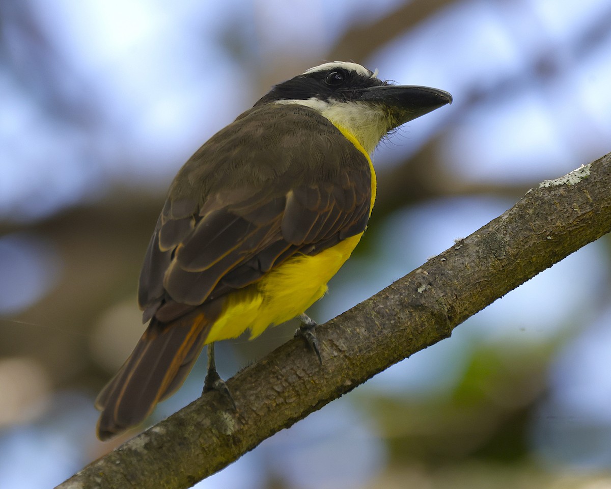 Boat-billed Flycatcher - ML633834174