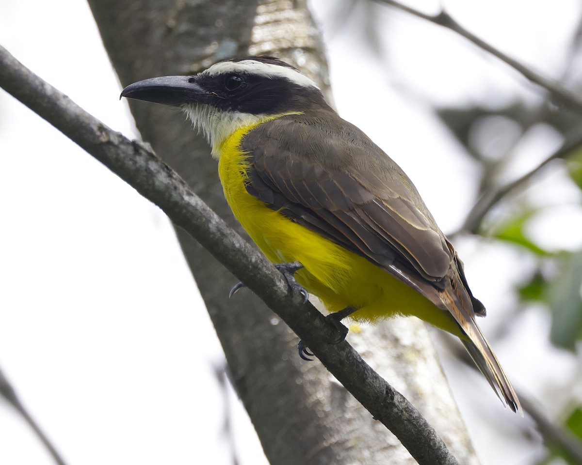 Boat-billed Flycatcher - ML633834175
