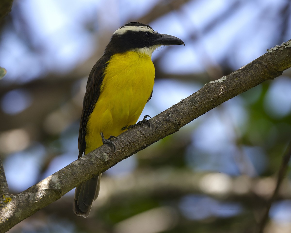 Boat-billed Flycatcher - ML633834176