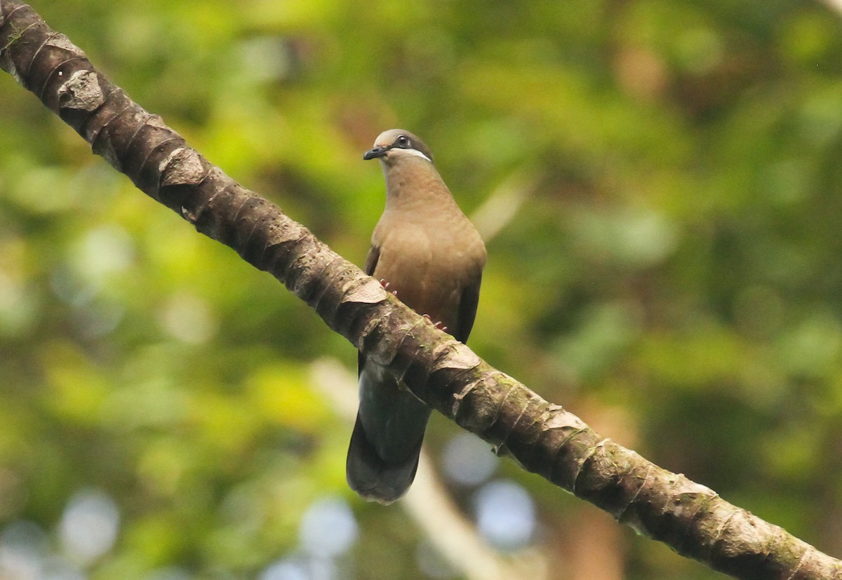 テリアオバト（brevirostris／occipitalis） - ML633834197