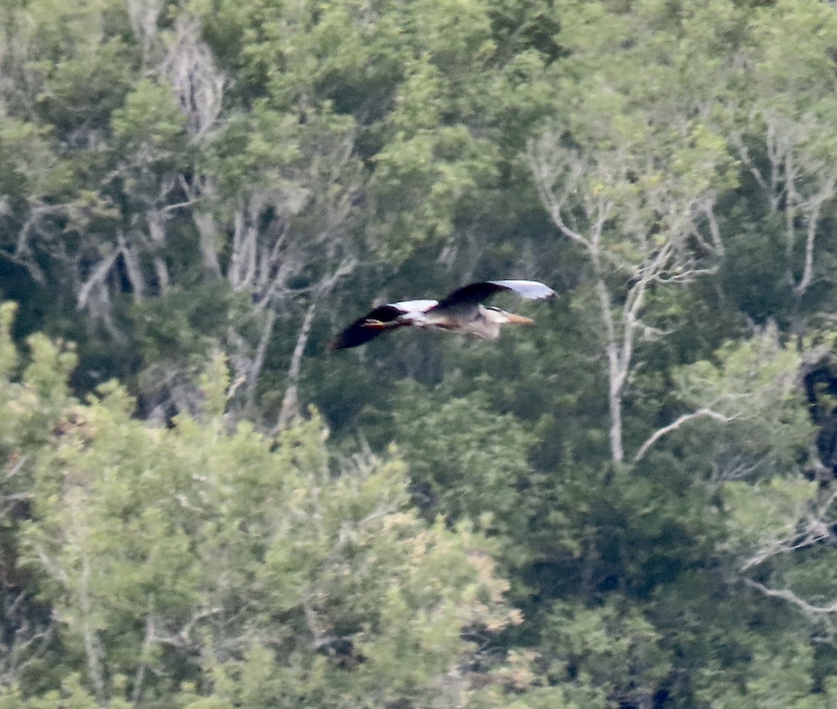 herodiashegre - ML633834262