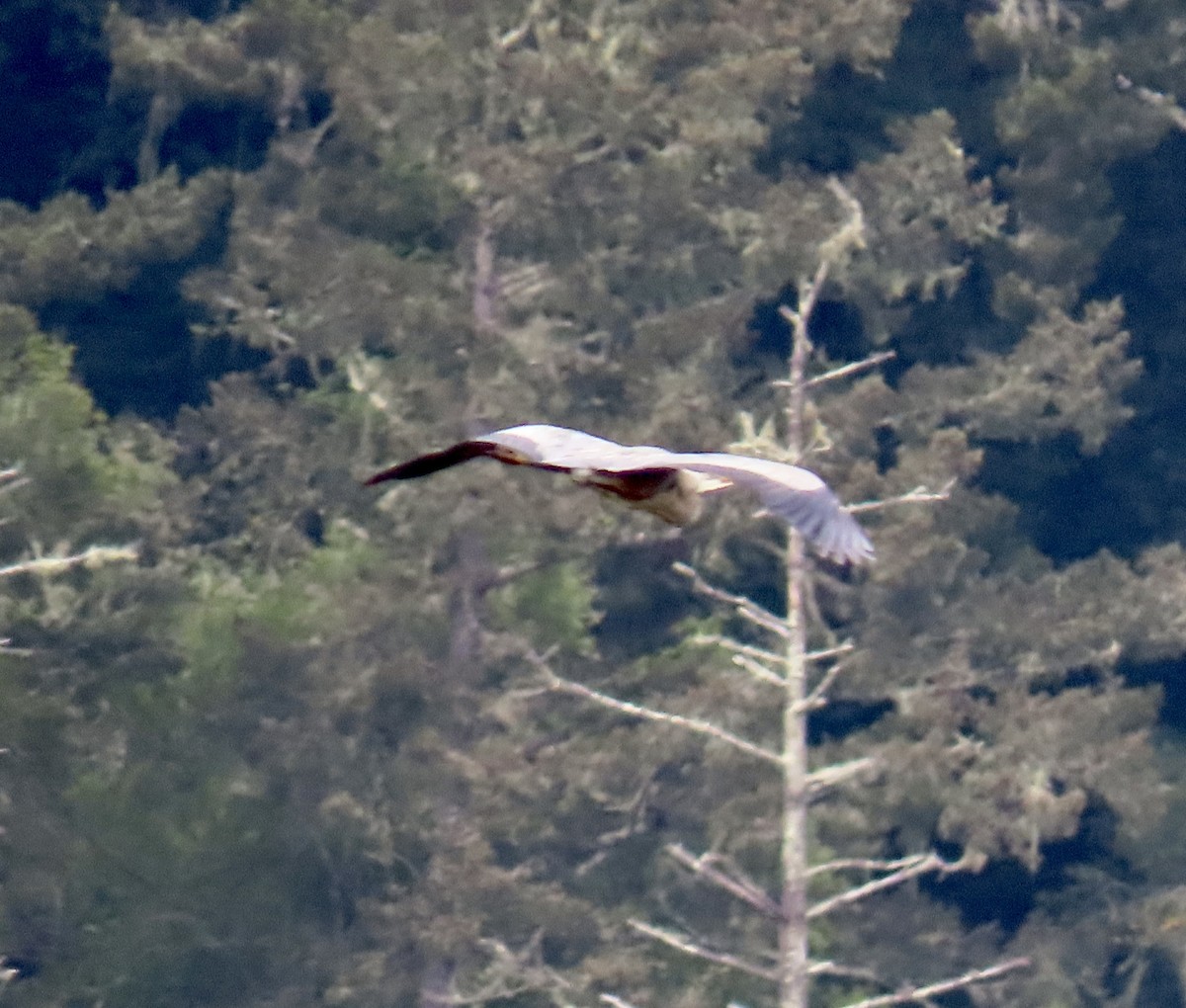 herodiashegre - ML633834263