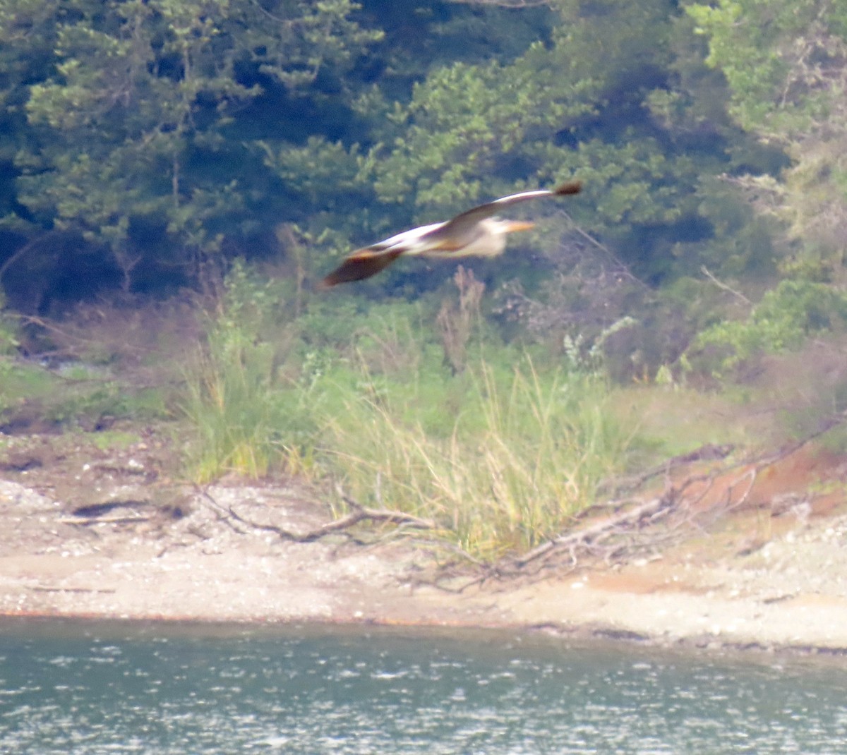 herodiashegre - ML633834264