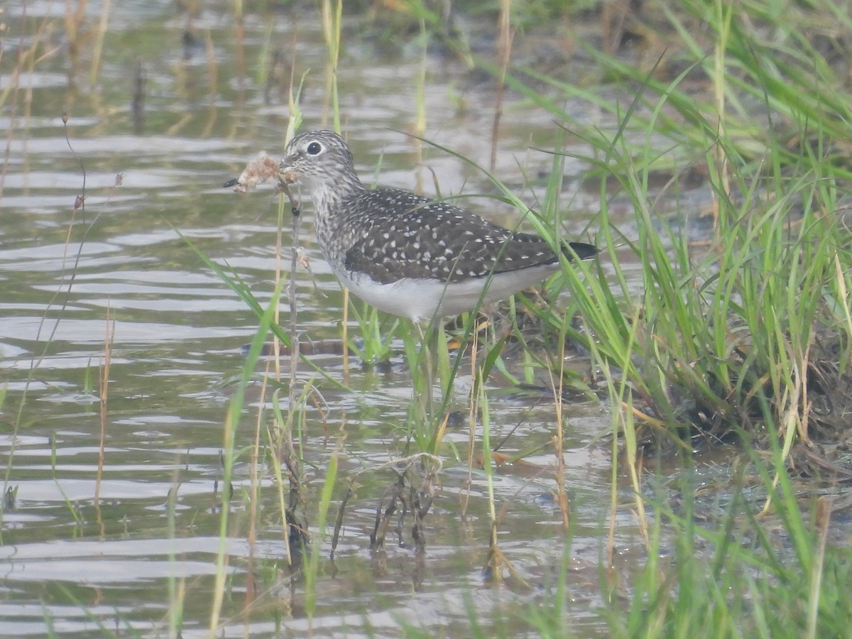 Solitary Sandpiper - ML633834379