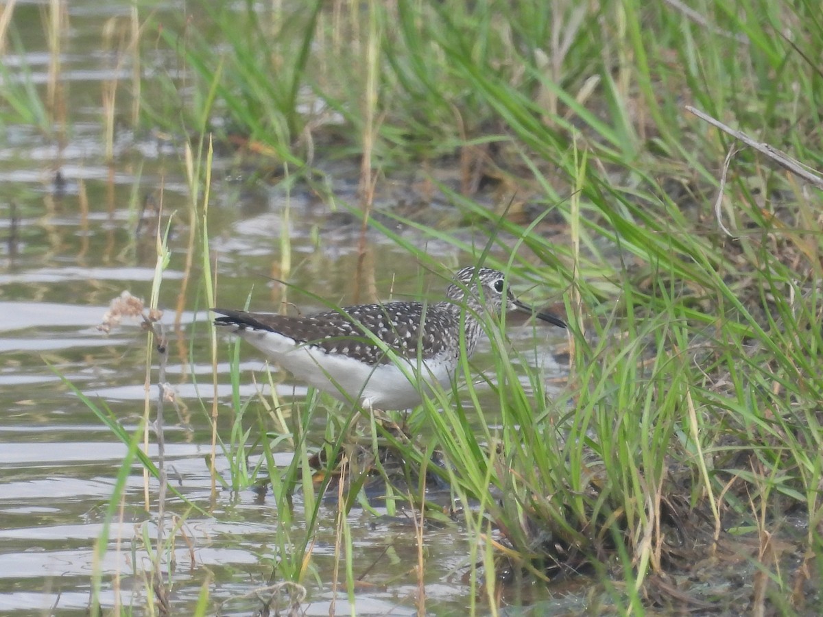 Solitary Sandpiper - ML633834380