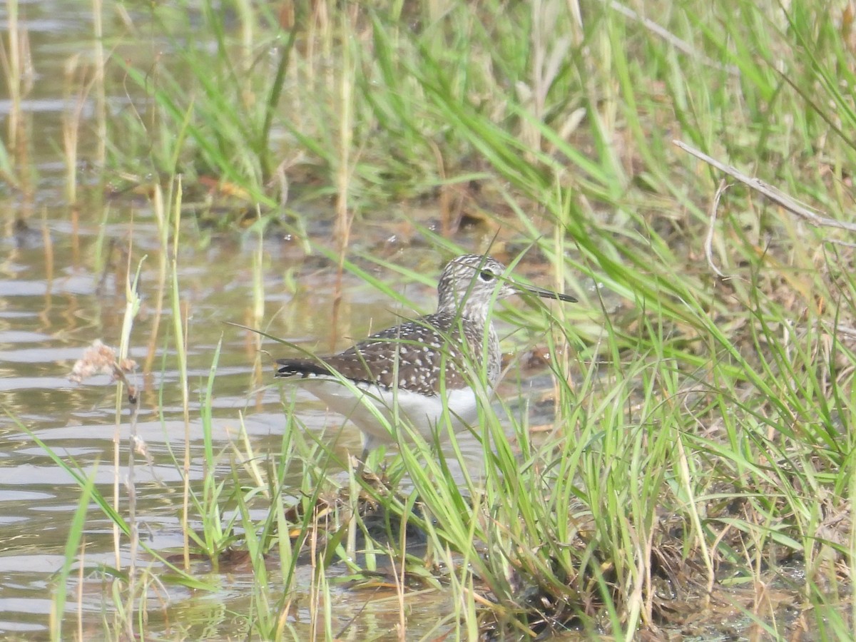 Solitary Sandpiper - ML633834381