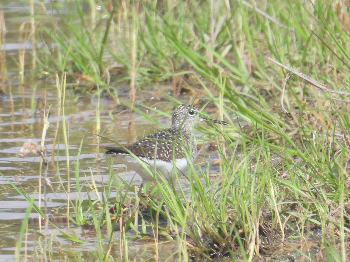 Solitary Sandpiper - ML633834382