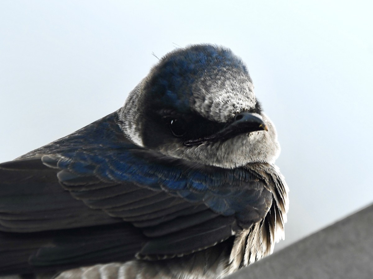 Purple Martin - ML633834388