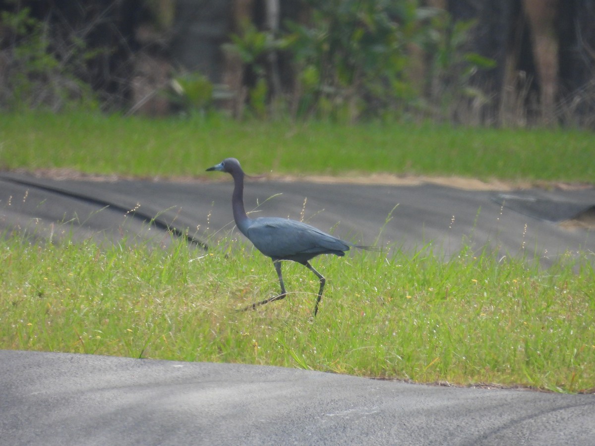 Little Blue Heron - ML633834389