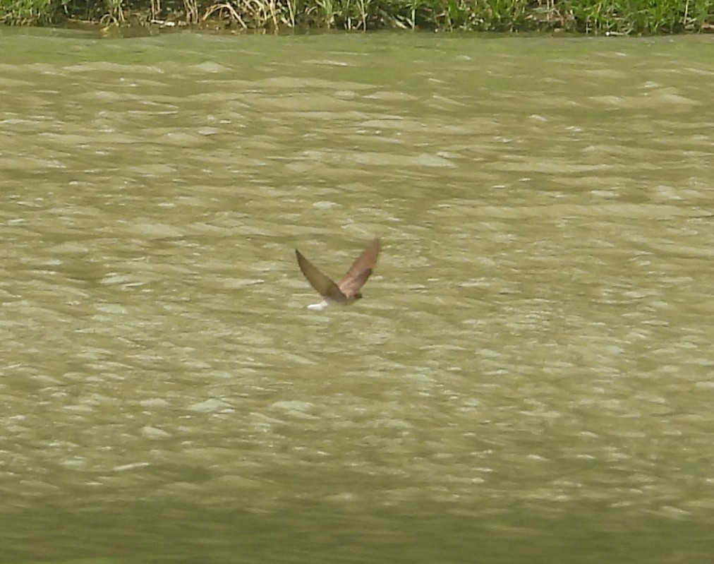 Northern Rough-winged Swallow - ML633834399
