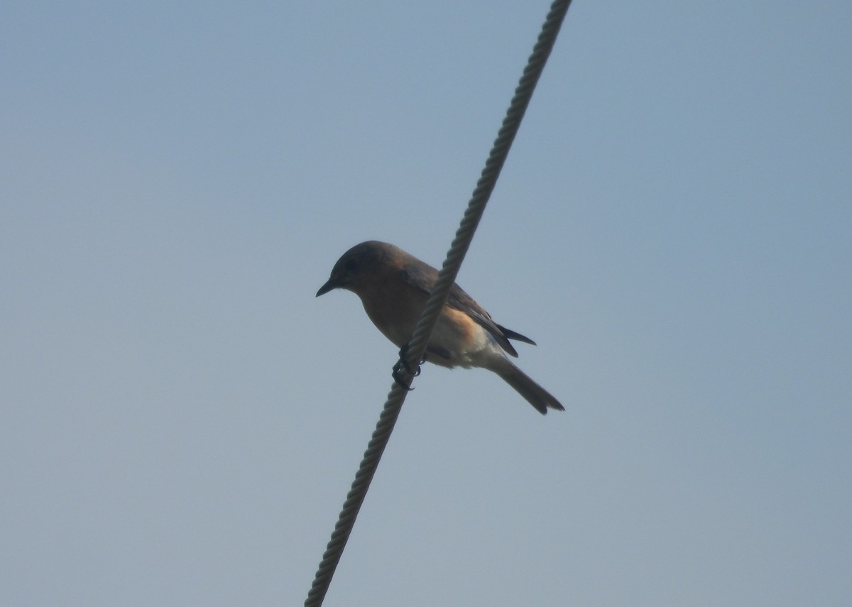 Eastern Bluebird - ML633834421