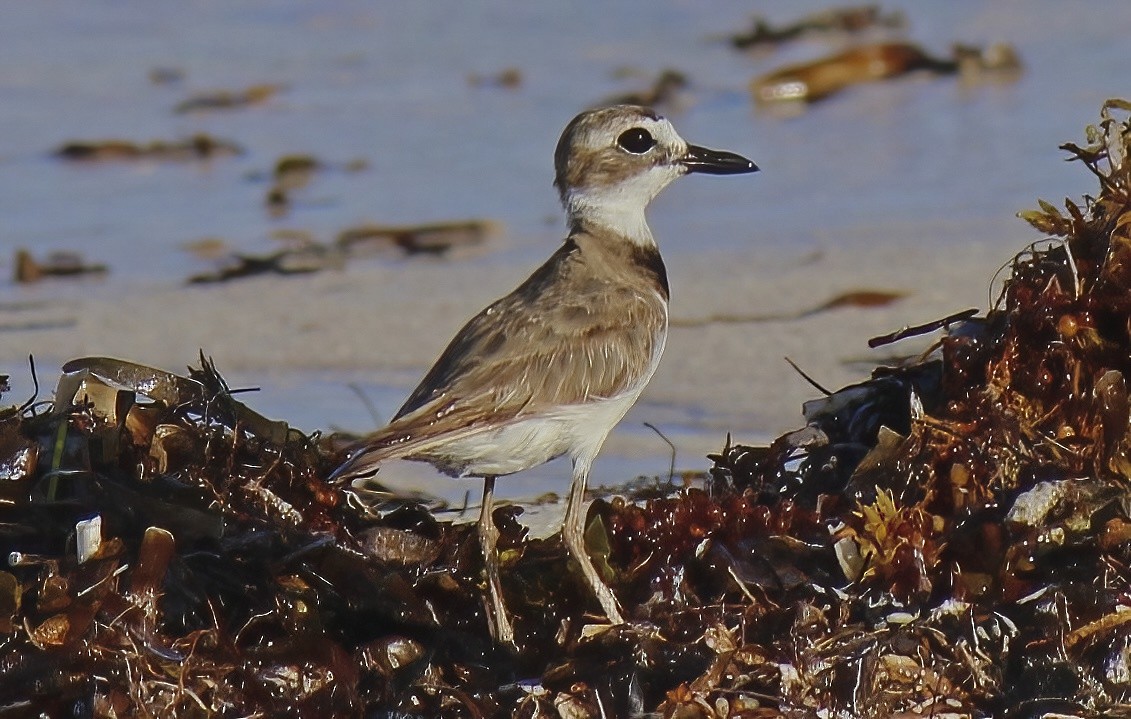 Wilson's Plover - ML633834602