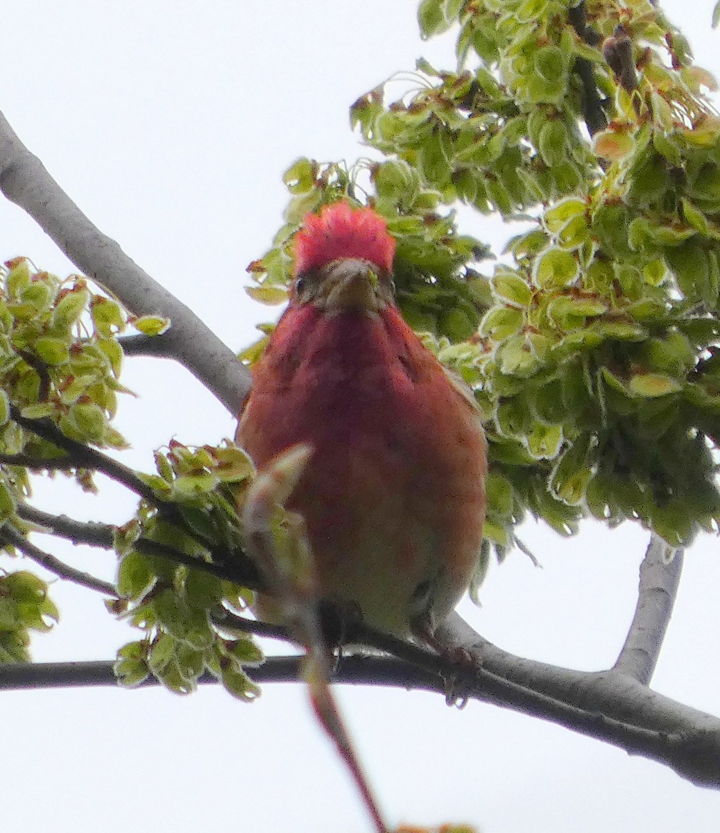 Purple Finch - ML633834656