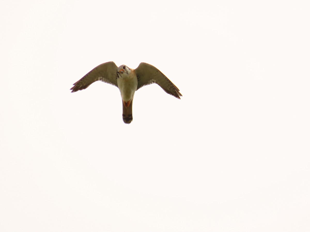 American Kestrel - ML633834956