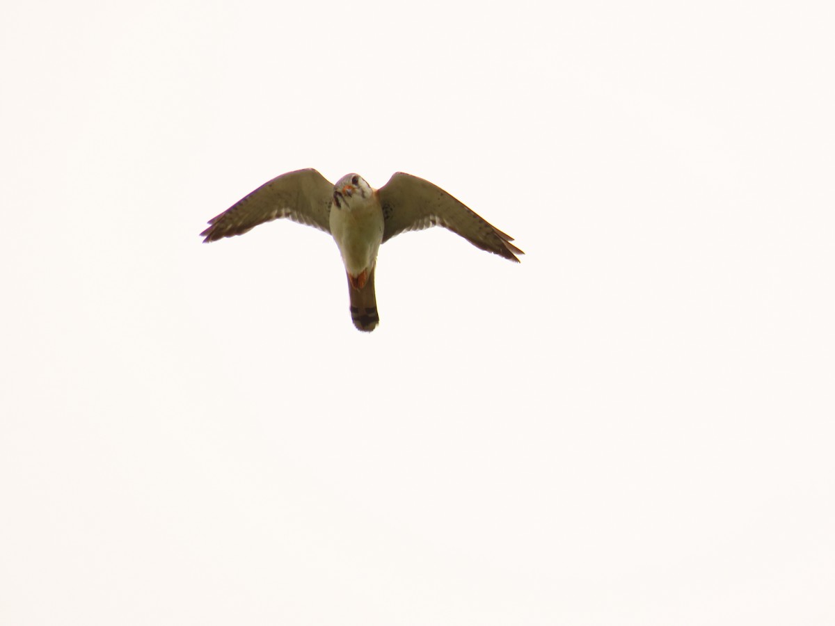 American Kestrel - ML633834957