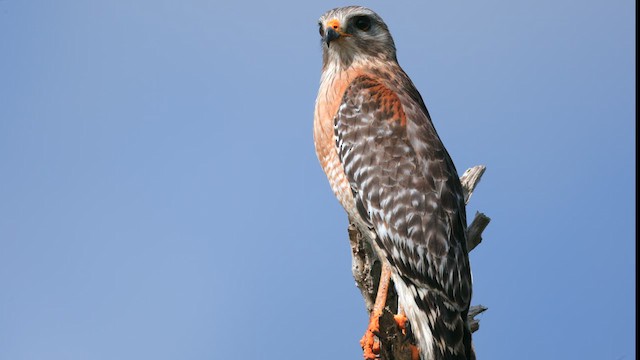 Red-shouldered Hawk - ML633834971