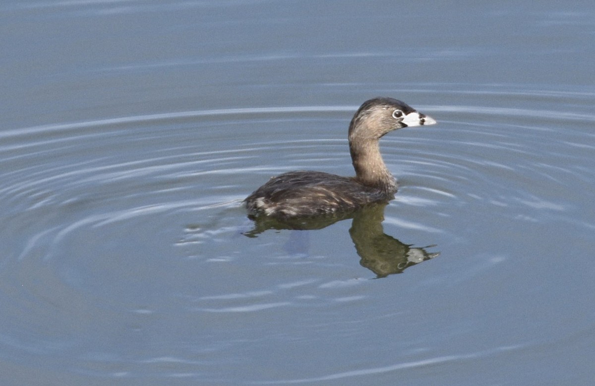 Pied-billed Grebe - ML633835053