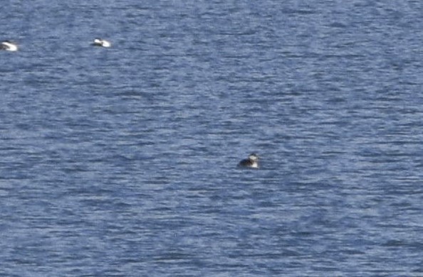Red-necked Grebe - ML633835079