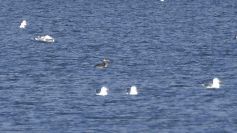 Red-necked Grebe - ML633835080