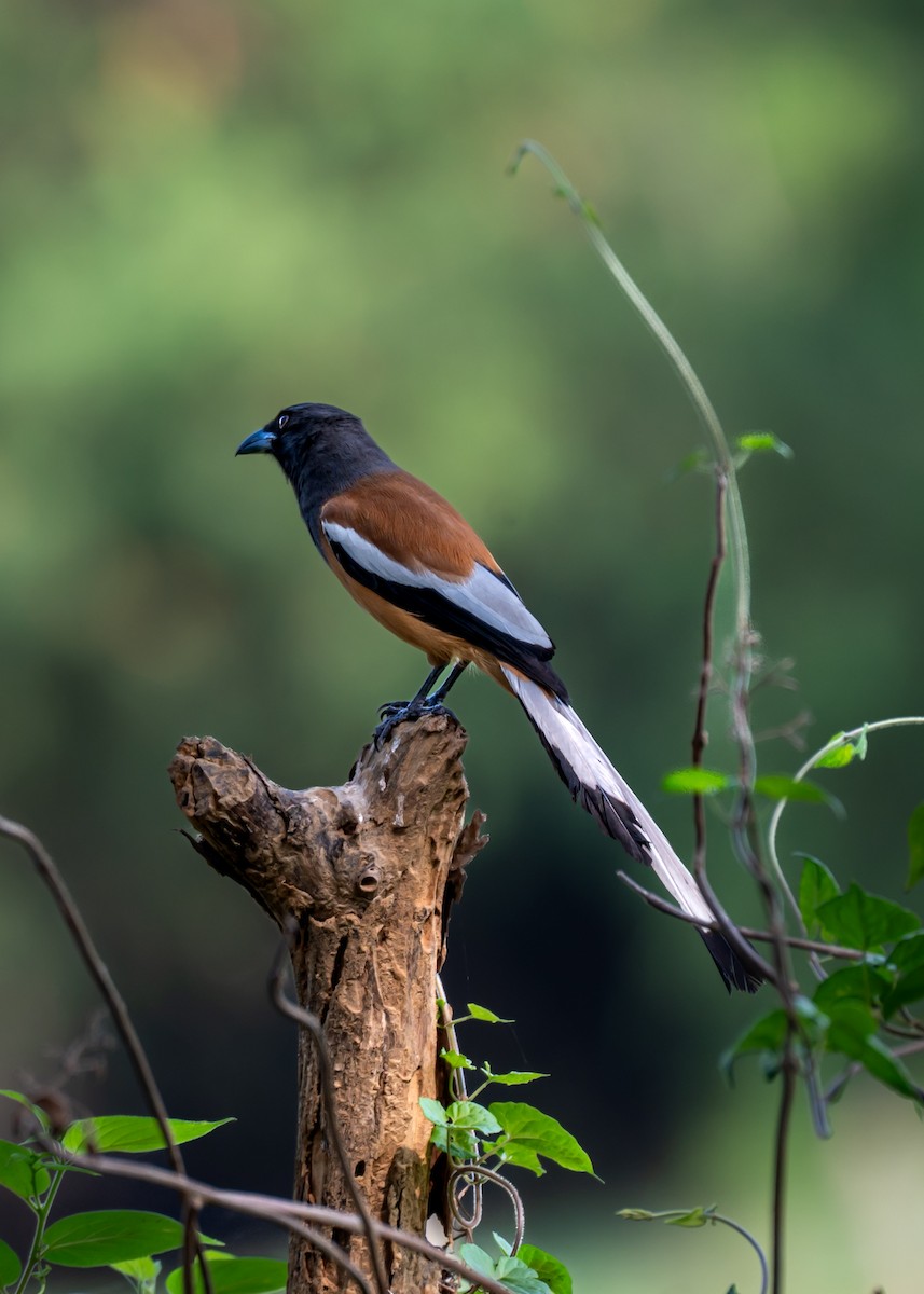 Rufous Treepie - ML633835102