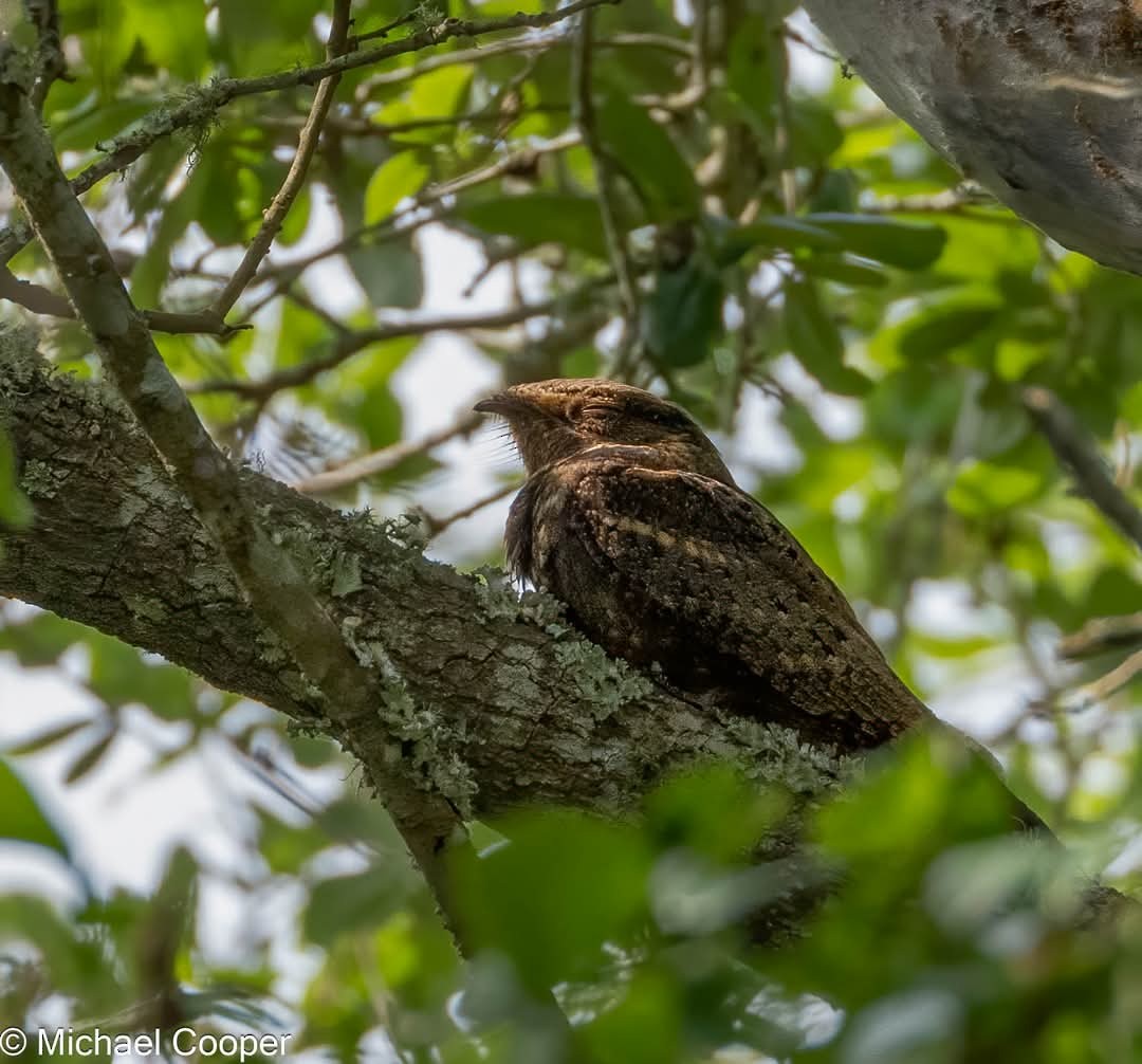 Chuck-will's-widow - ML633835110