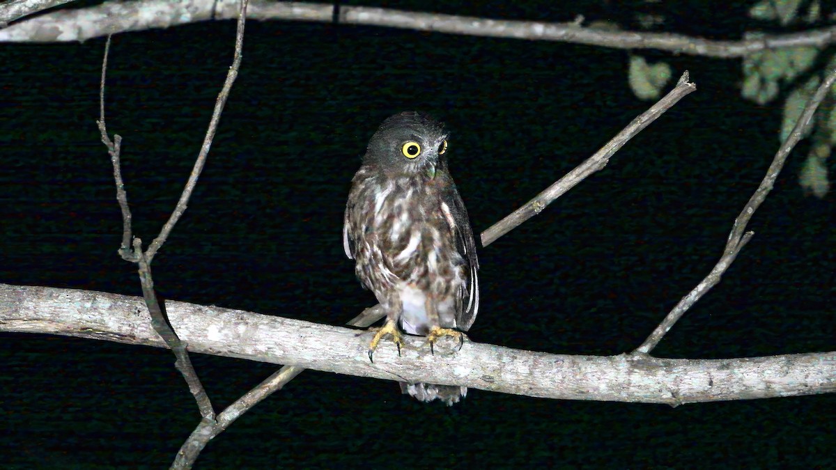 Andaman Bubuğu - ML633835120