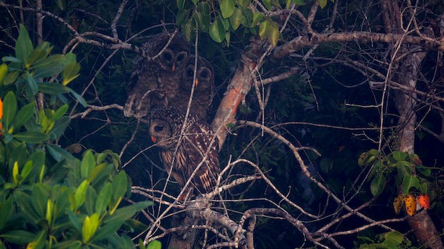 Barred Owl - ML633835245