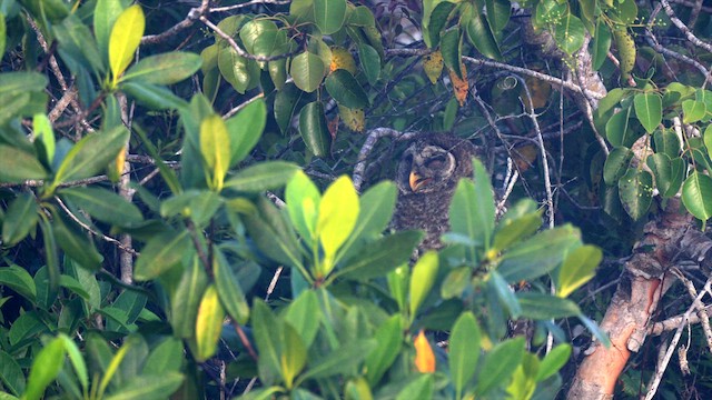 Barred Owl - ML633835287