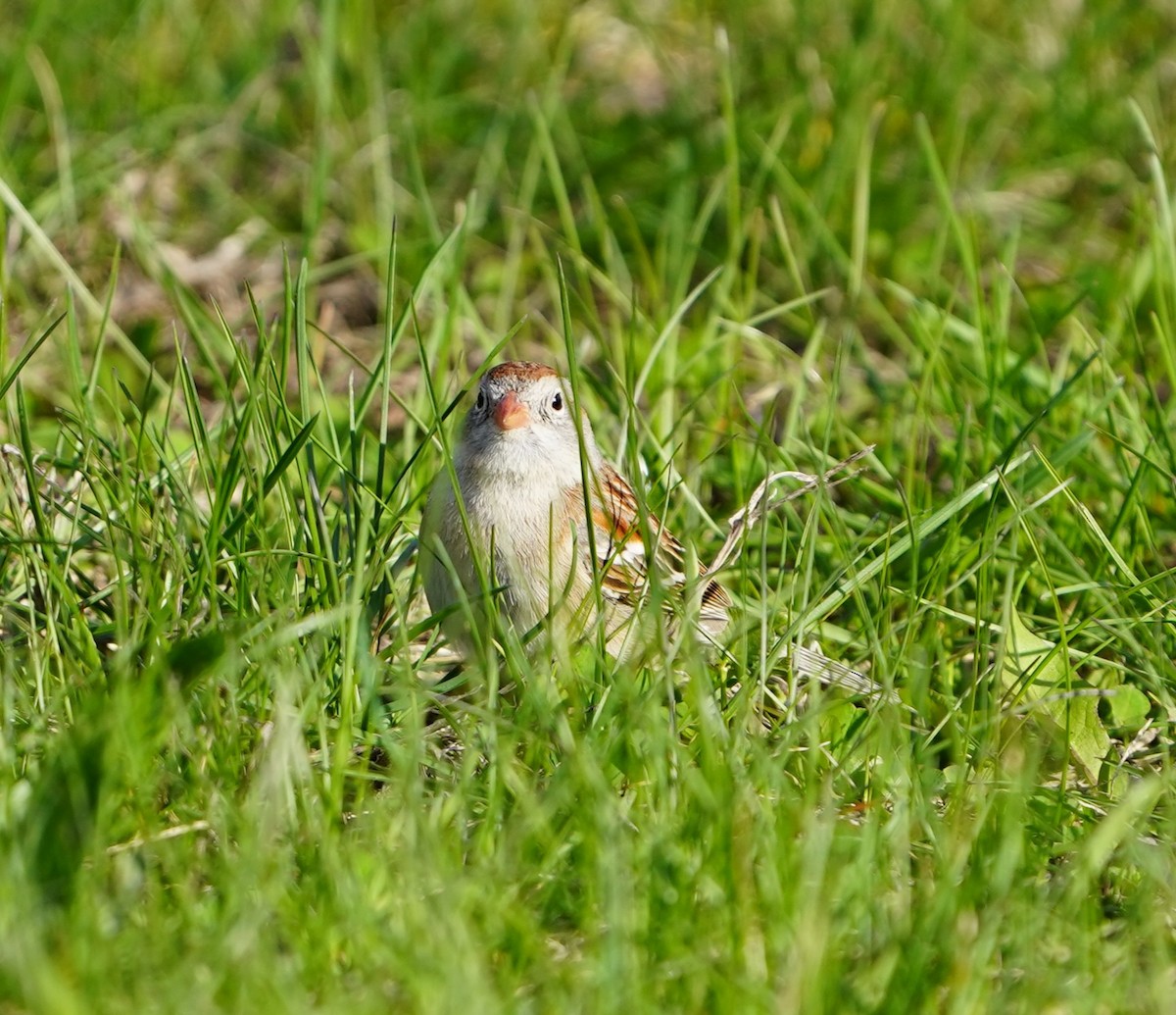 Field Sparrow - ML633835477