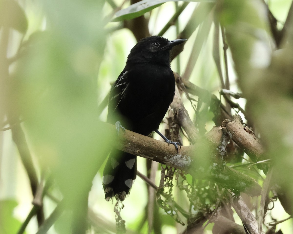 Jet Antbird - ML633835478