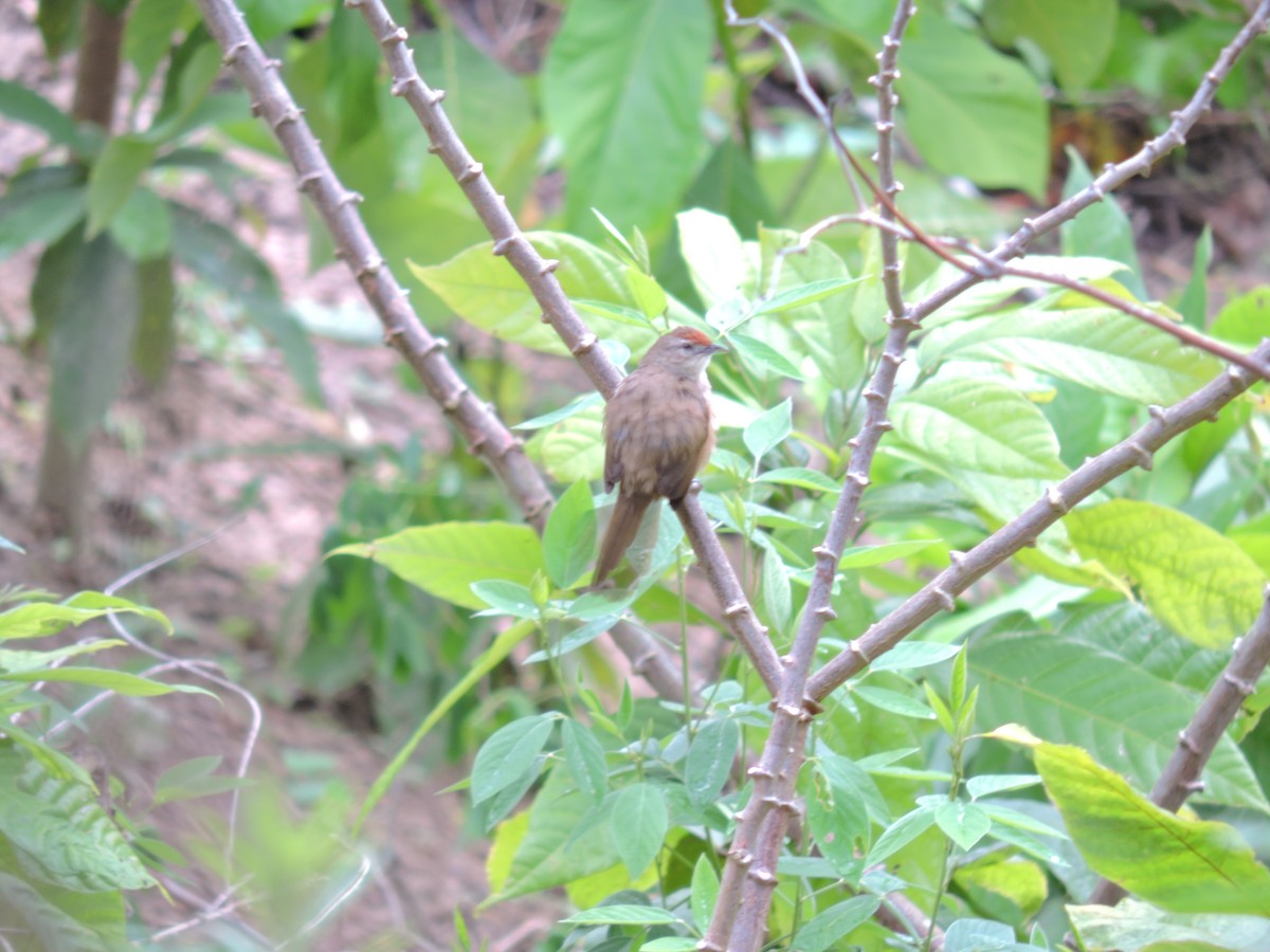 Rufous-fronted Thornbird - ML633835566