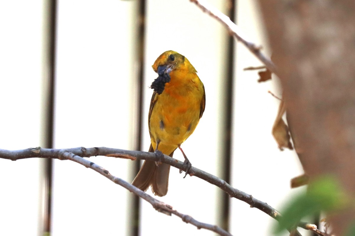 Flame-colored Tanager - ML633835675