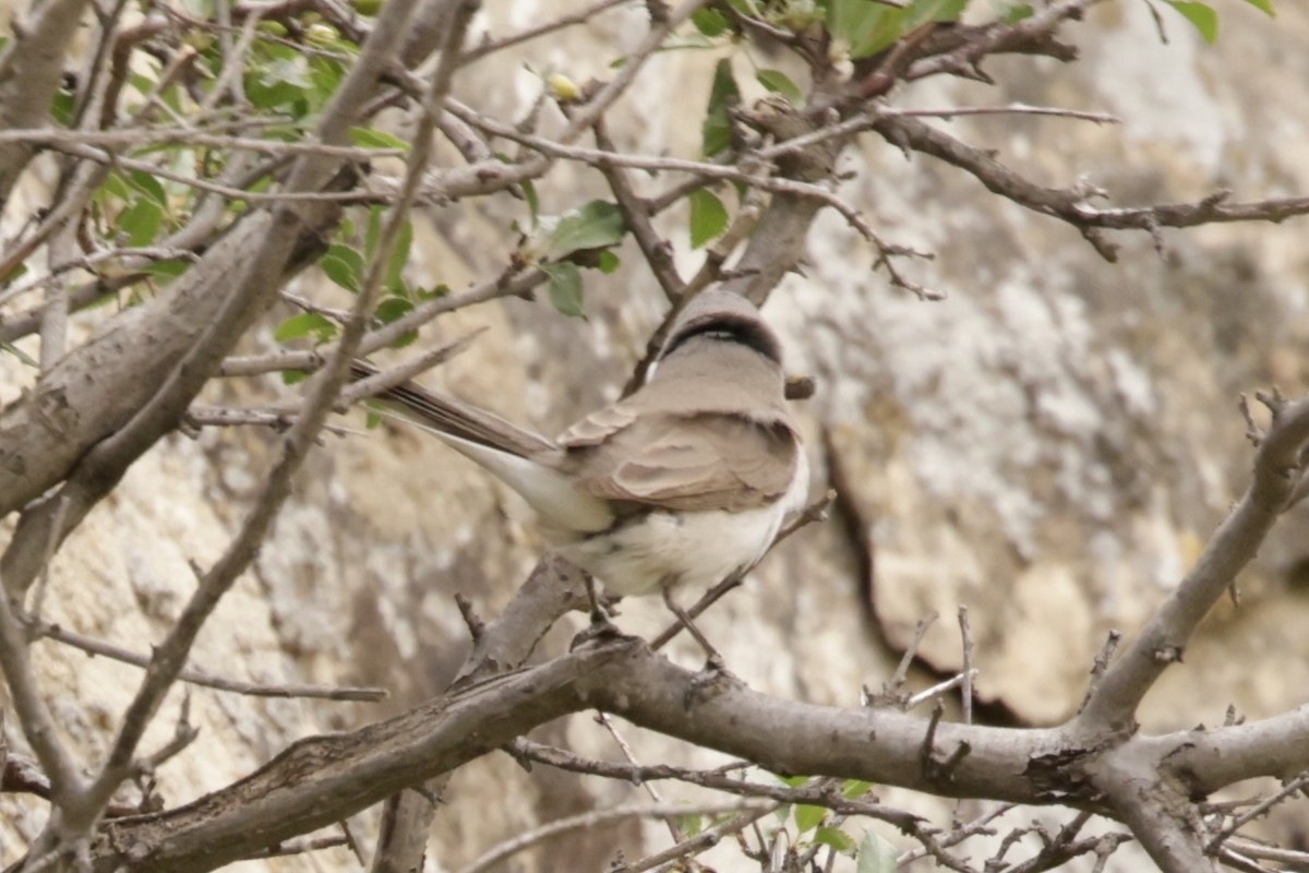 Lesser Whitethroat - ML633835684