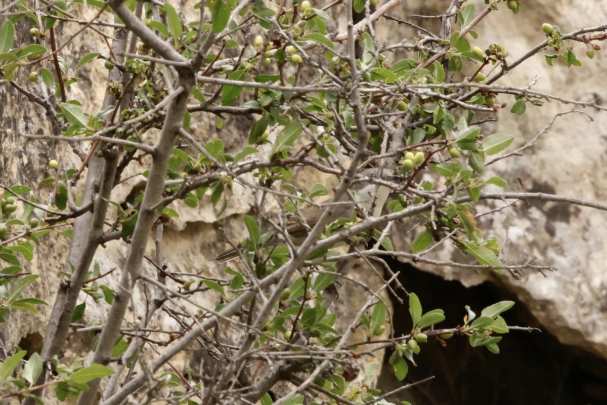 Lesser Whitethroat - ML633835685