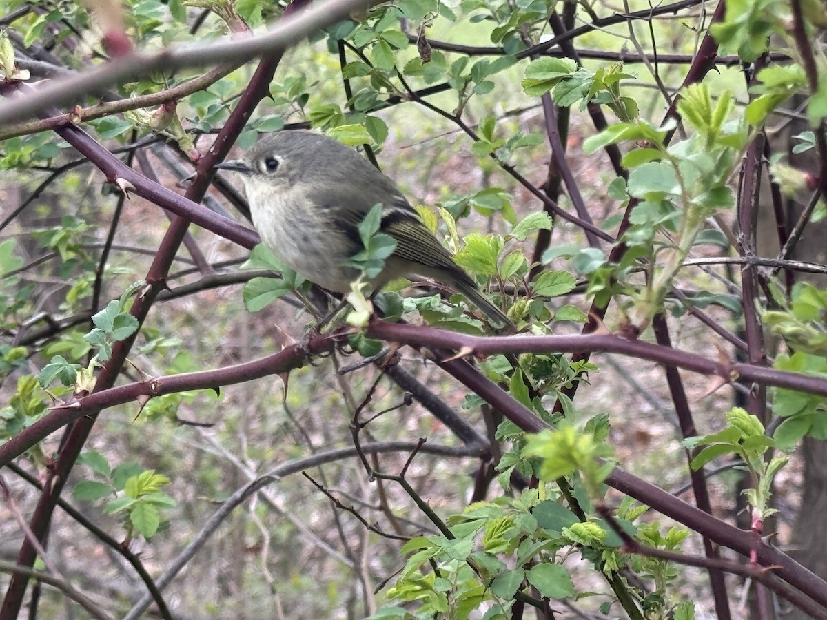Ruby-crowned Kinglet - ML633835714