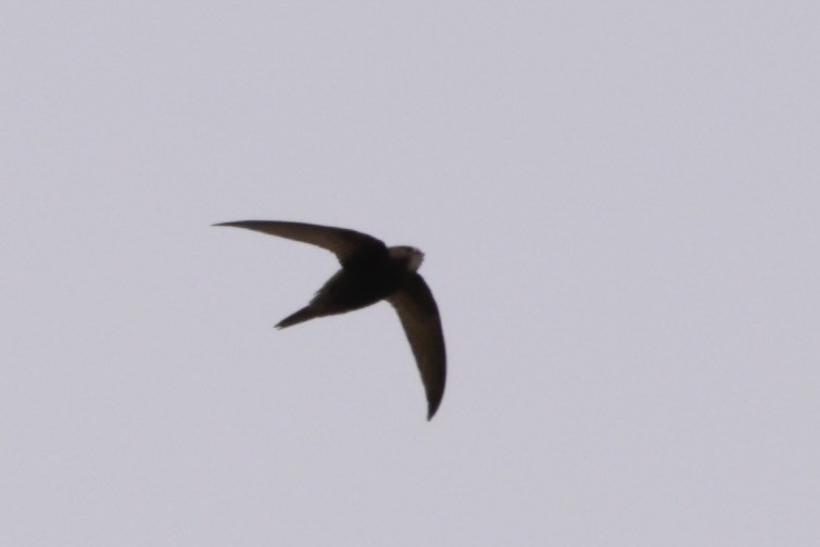 Common Swift - ML633835937