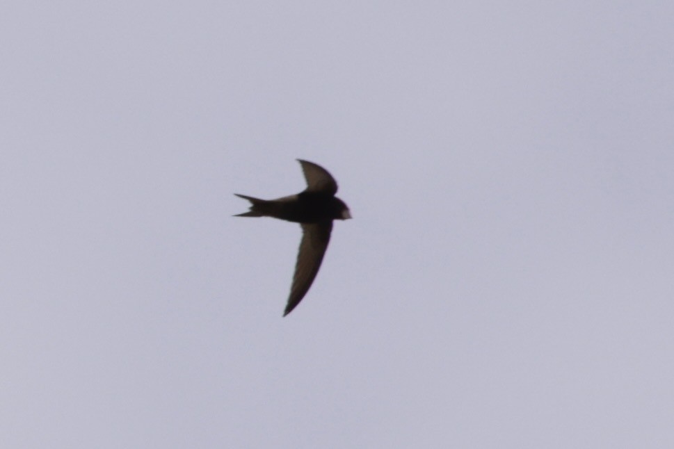 Common Swift - ML633835938