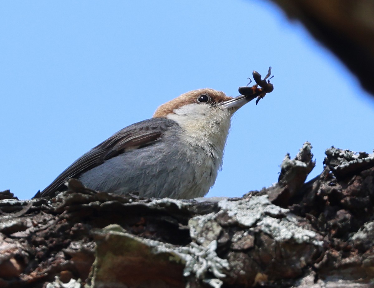 Brown-headed Nuthatch - ML633835960