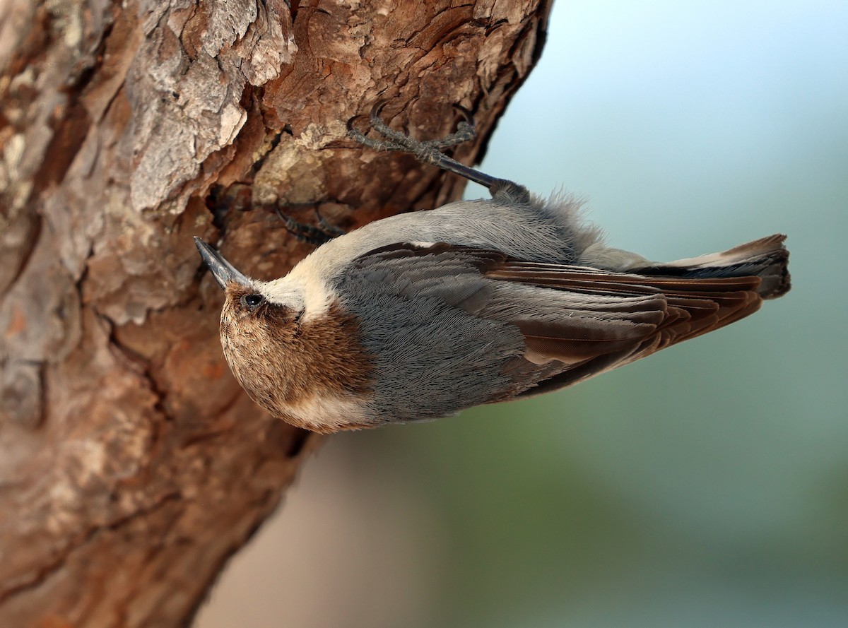 Brown-headed Nuthatch - ML633835961