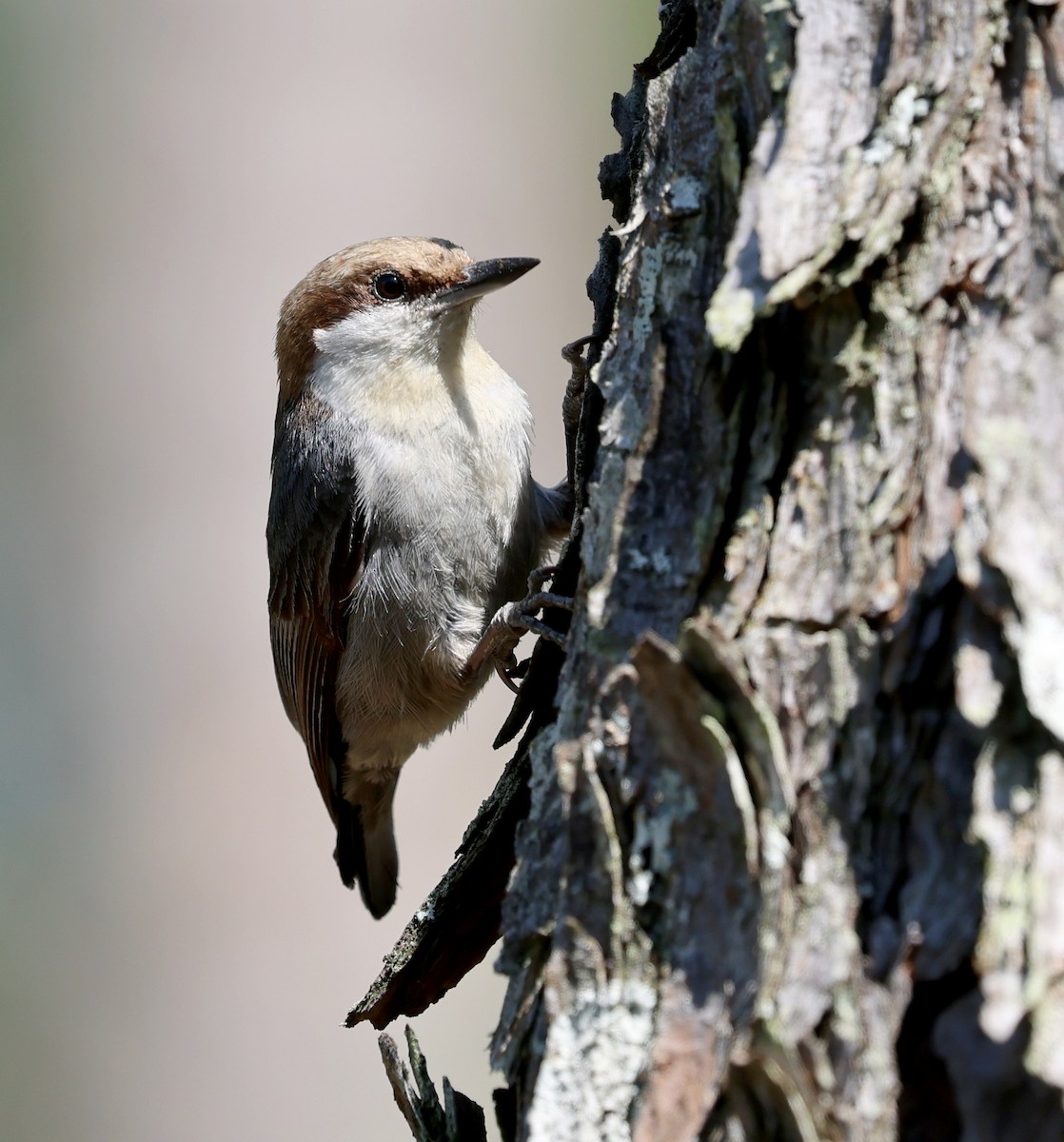 Brown-headed Nuthatch - ML633835962