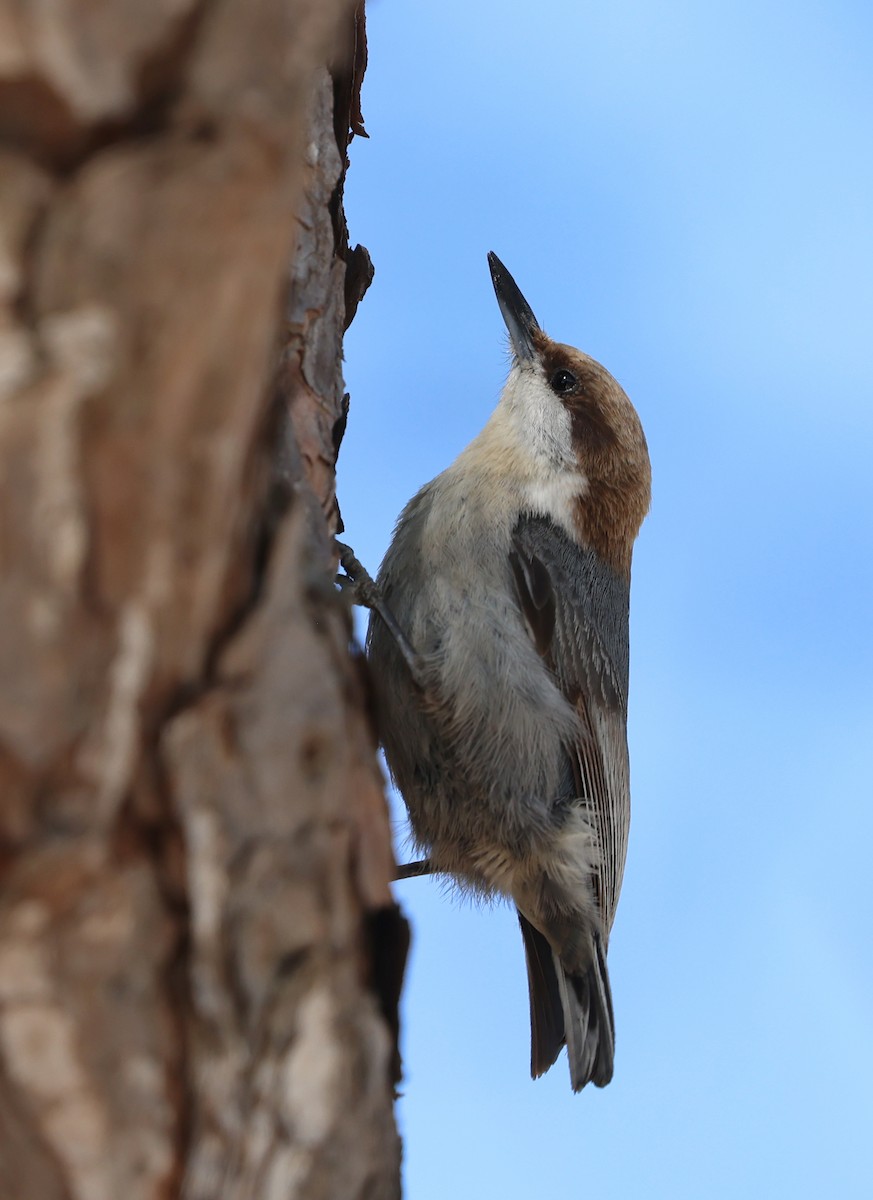 Brown-headed Nuthatch - ML633835963