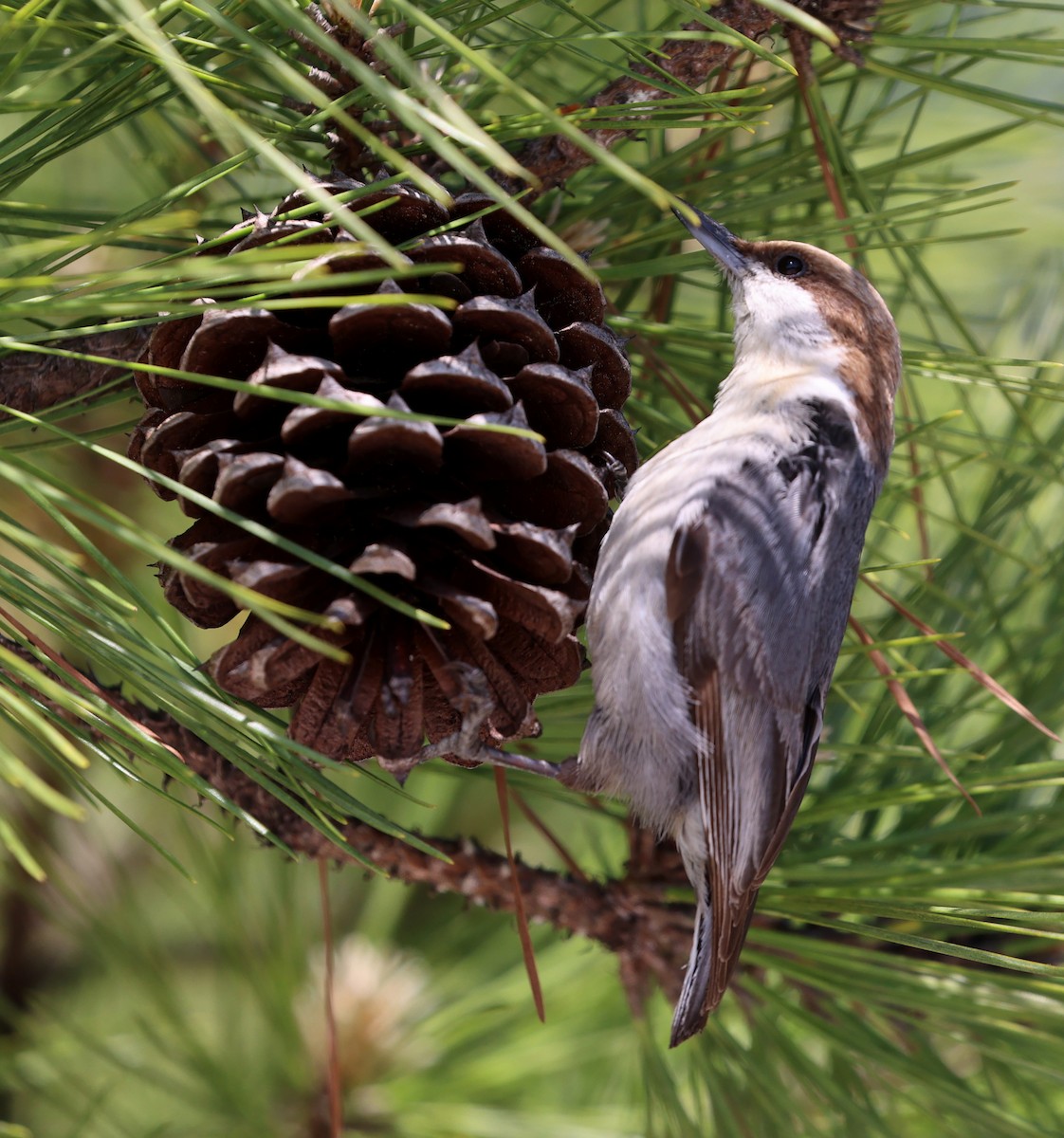 Brown-headed Nuthatch - ML633835964
