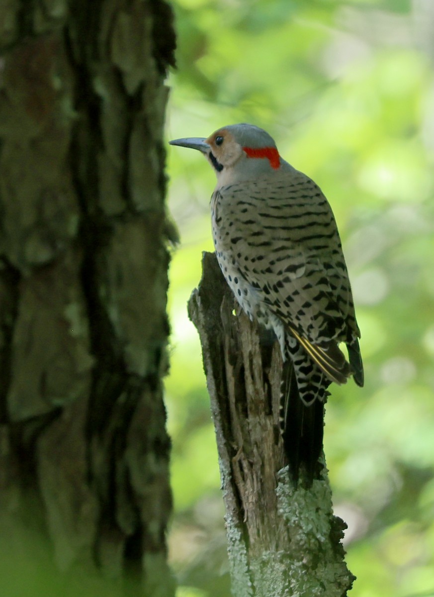 Northern Flicker - ML633835982