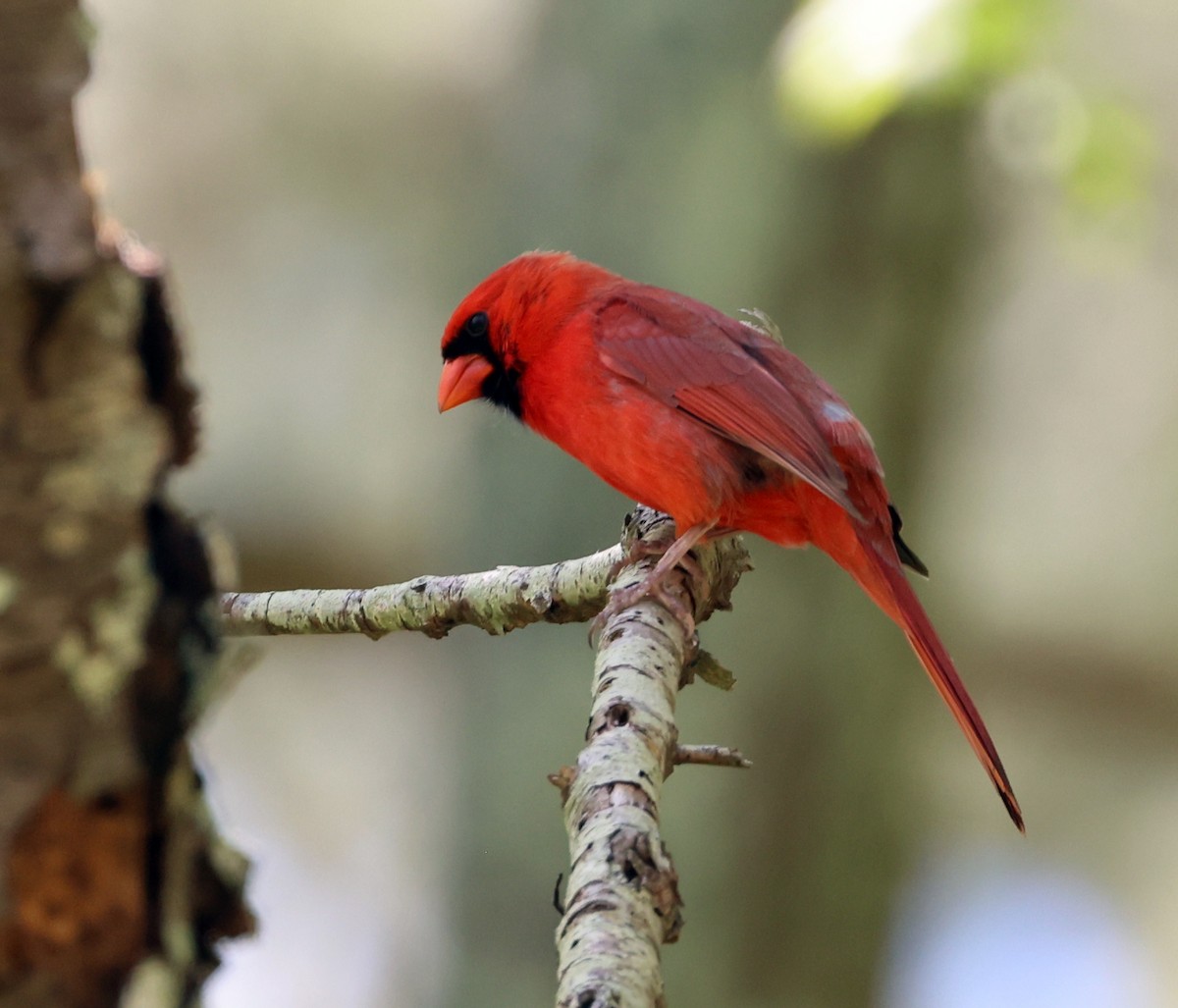 Northern Cardinal - ML633835989