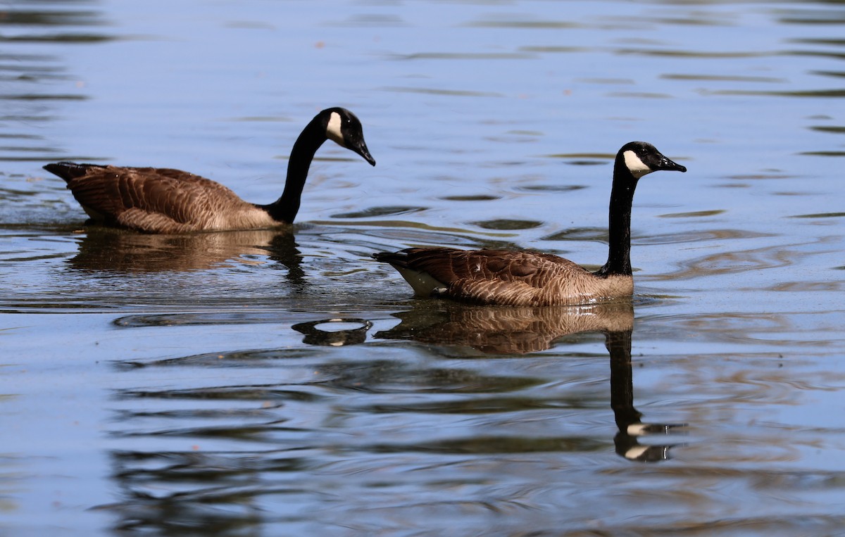 Canada Goose - ML633835992