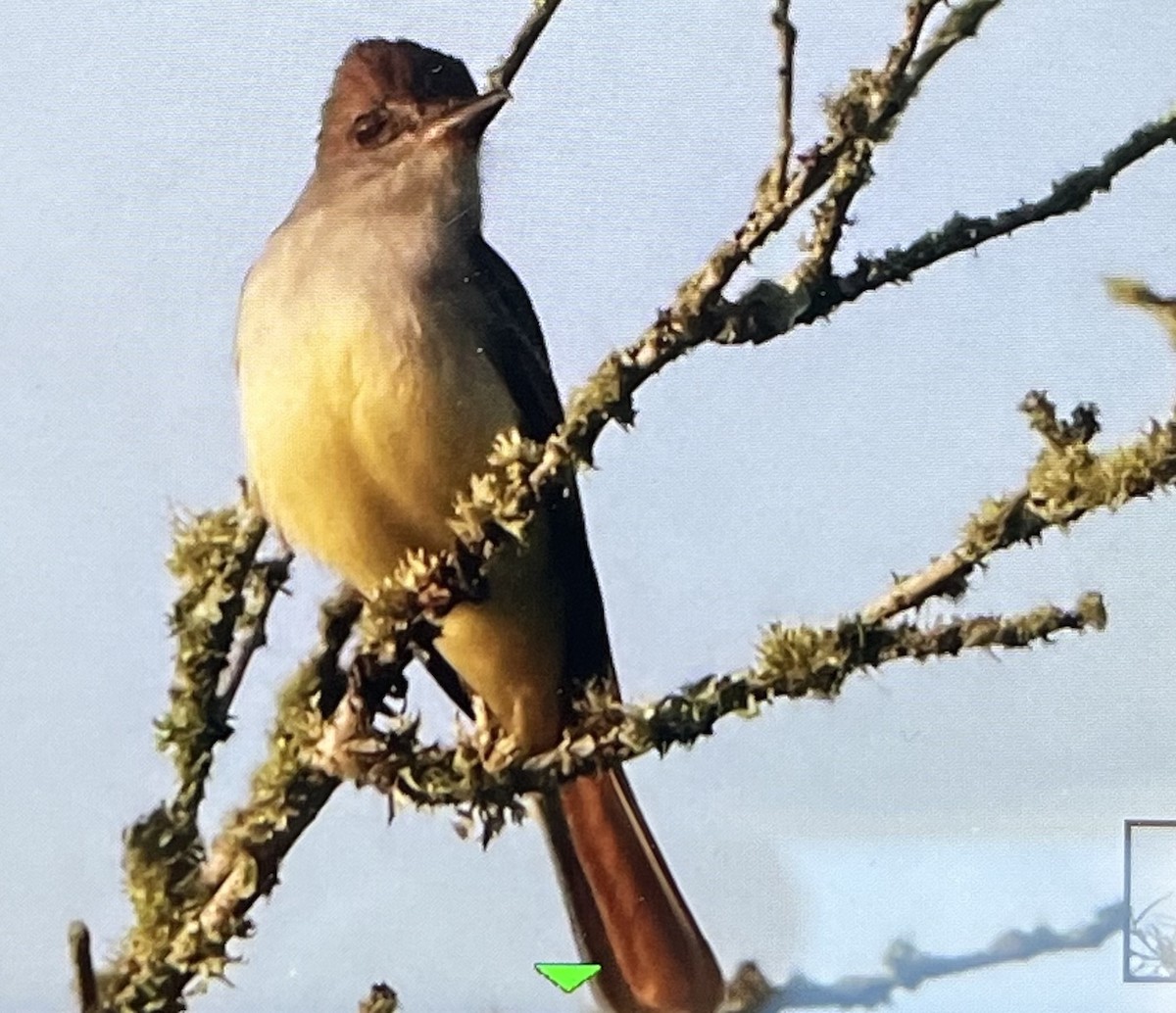 Brown-crested Flycatcher - ML633836212