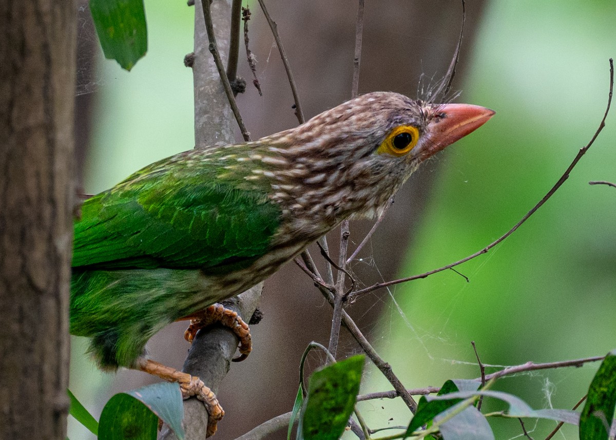 Lineated Barbet - ML633836216