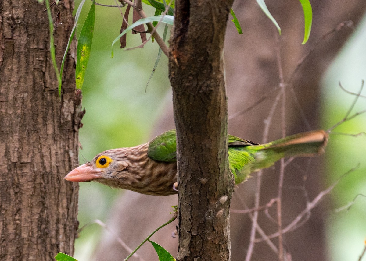 Lineated Barbet - ML633836217